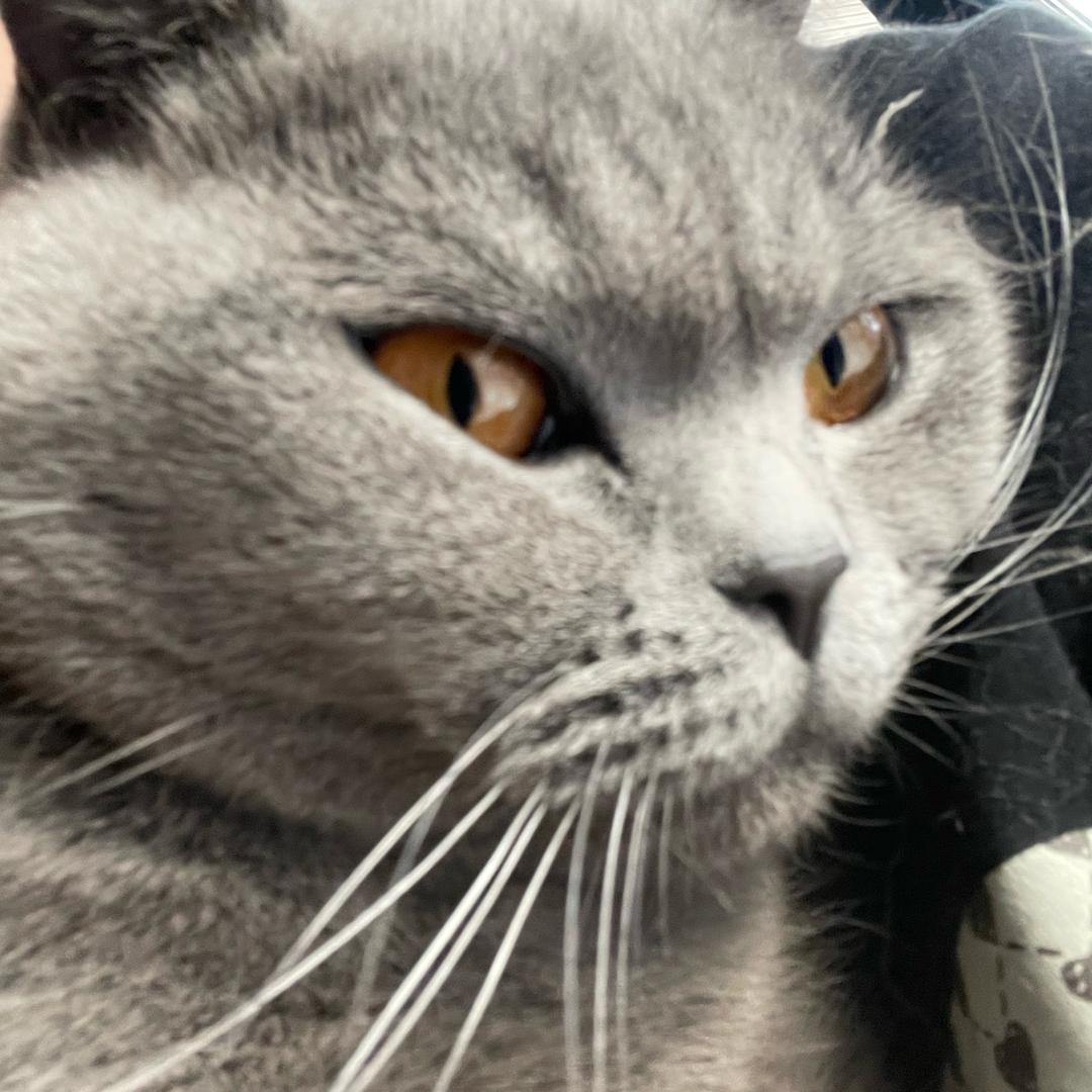 ？猫里猫气