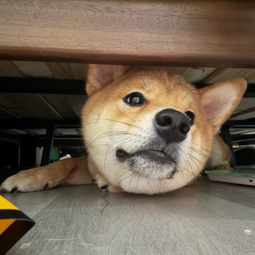 康康