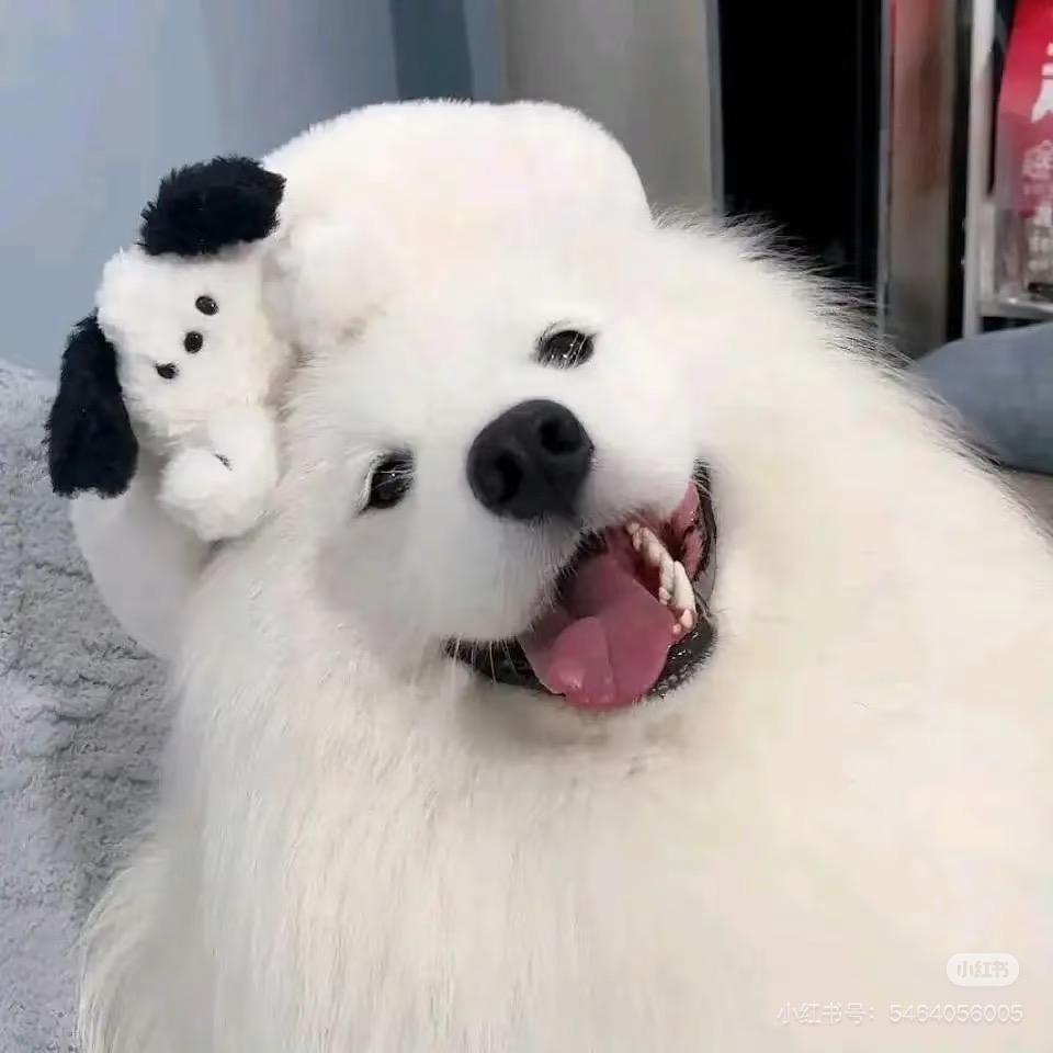 GTing33（见过石凯版）