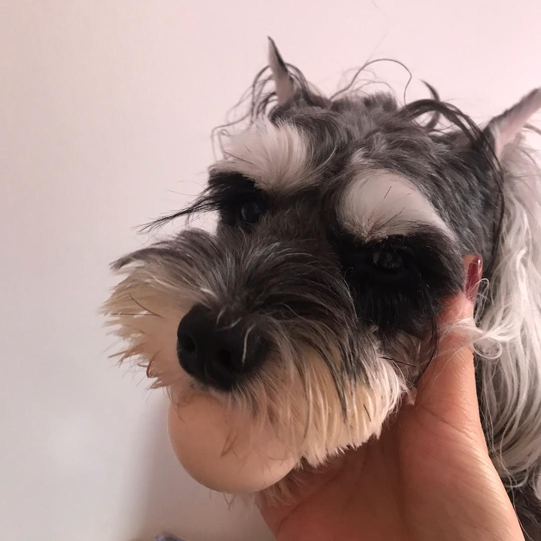 艾米是只贪吃旺🐶