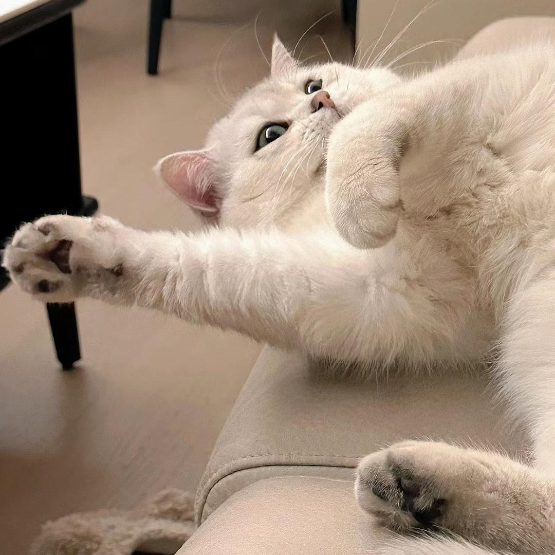 小神经🐱Or.ing