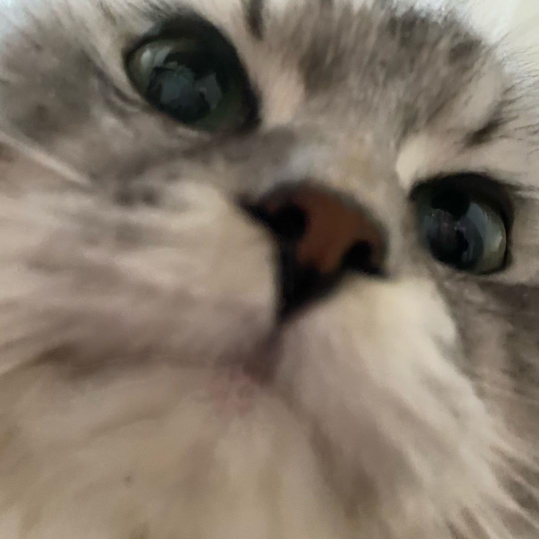 兔球.