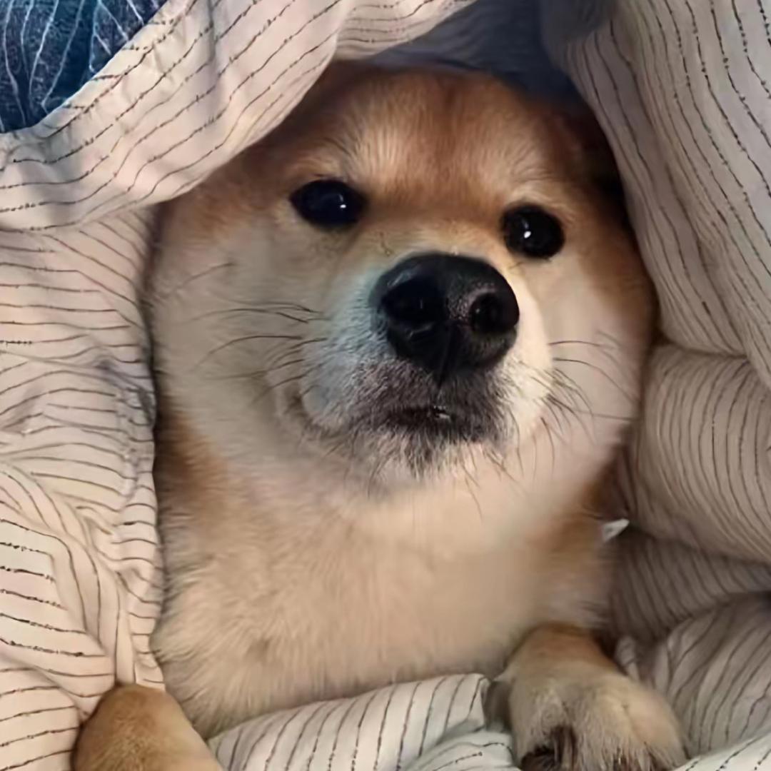 Z Z
