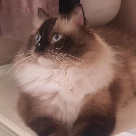 猫妈