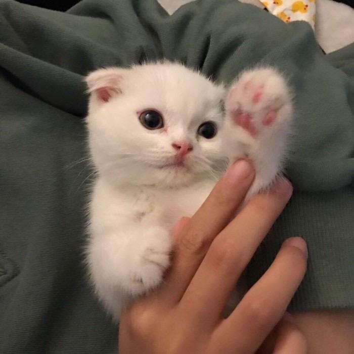 羽翮