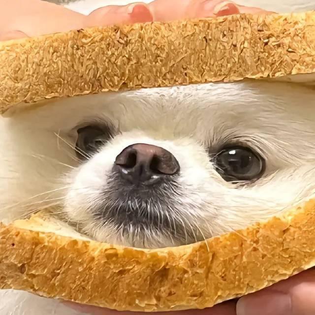 萝卜叮
