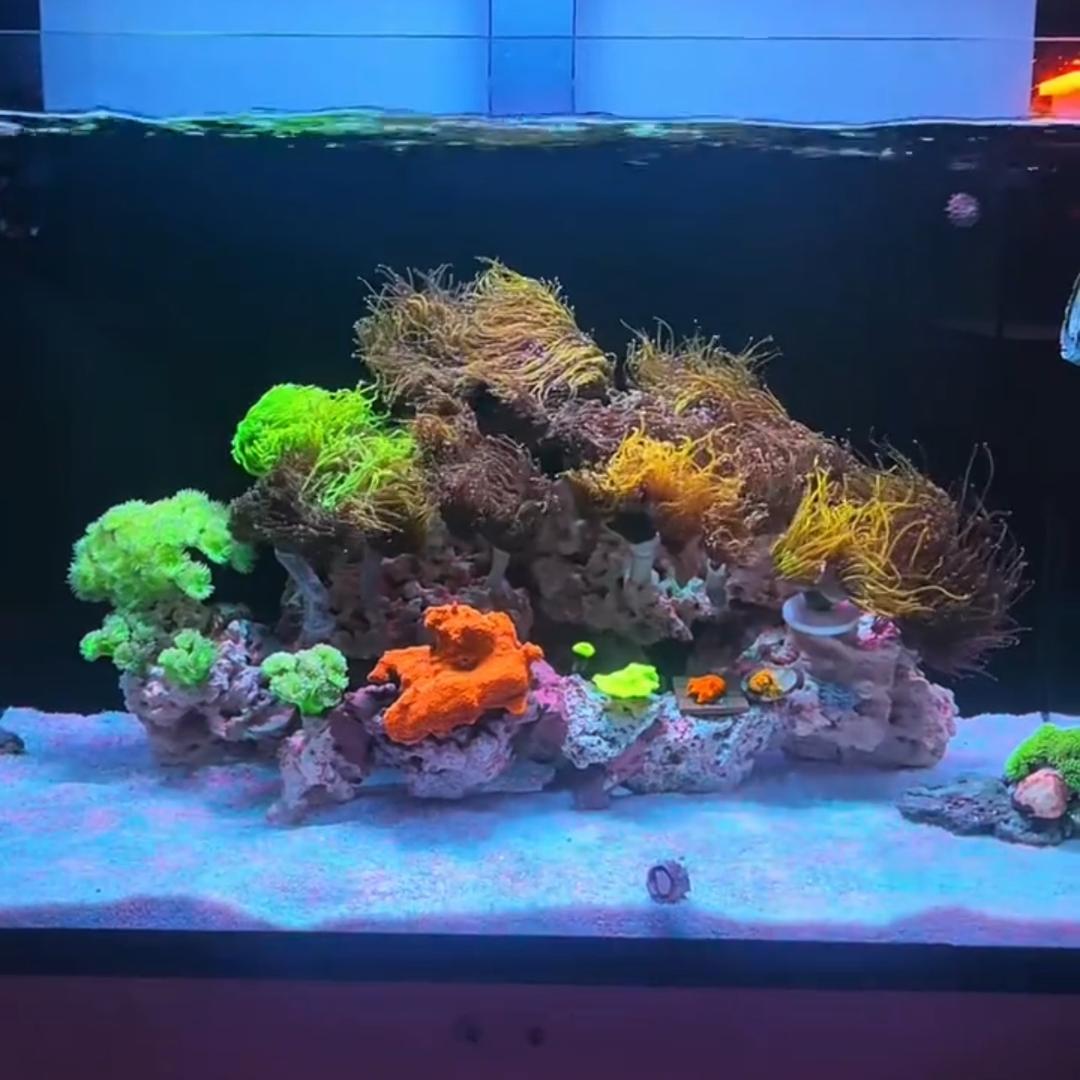 树哥小号