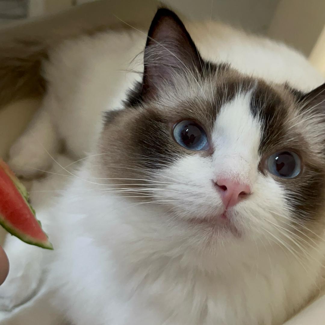 郑大钱是只布偶猫