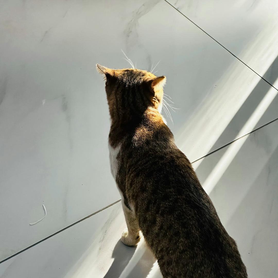 猫猫干饭日记