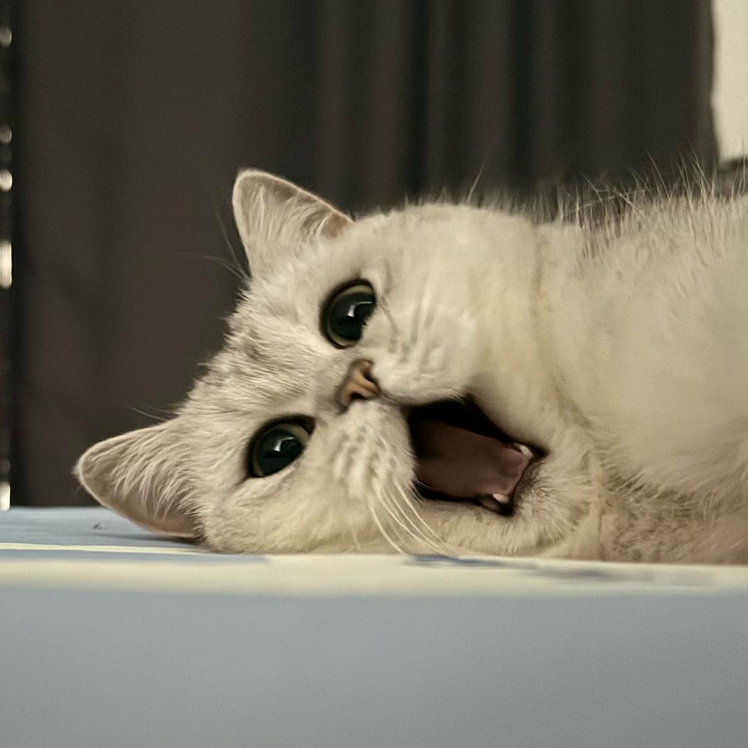 茉香奶绿七分糖