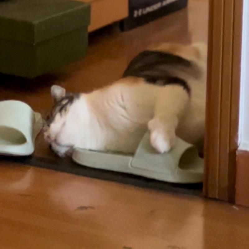 翅杀珍妮