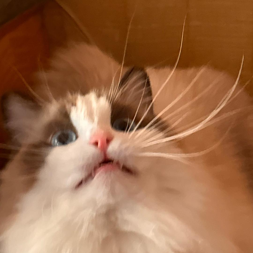 胡萝北尔