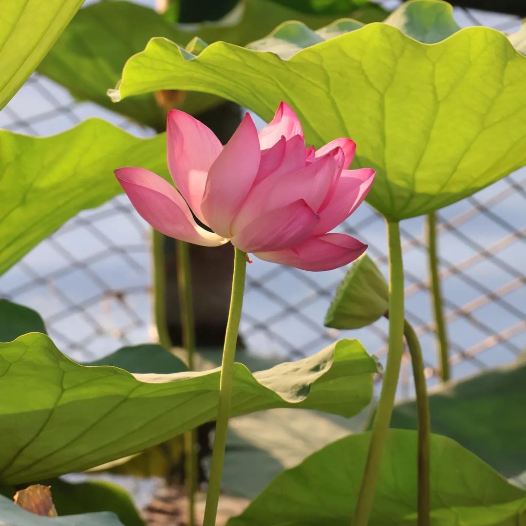 旗手商贸行创意甄选阁