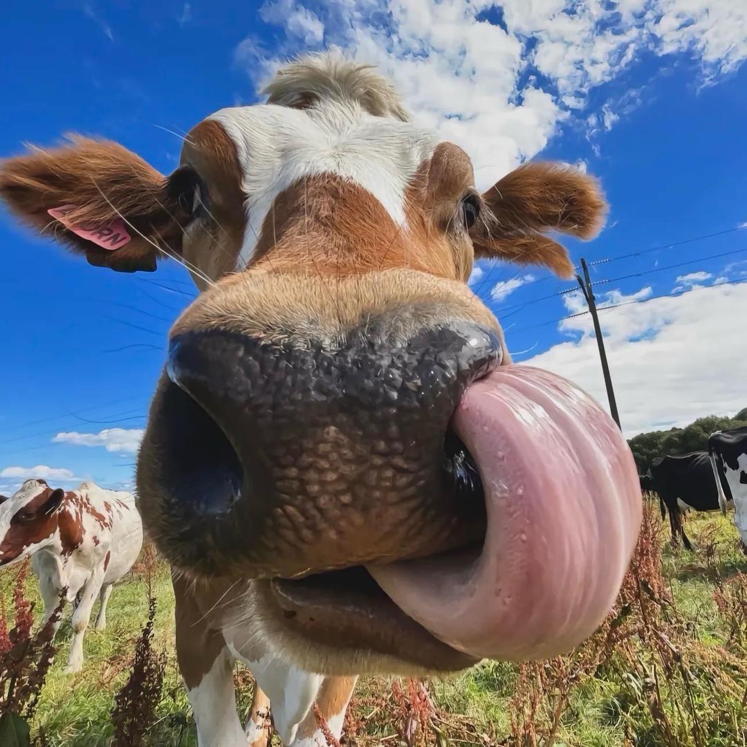 阿牛兰寿观赏鱼