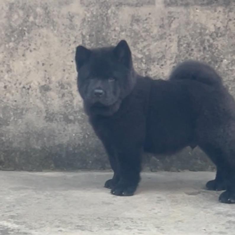 田园犬爱好者