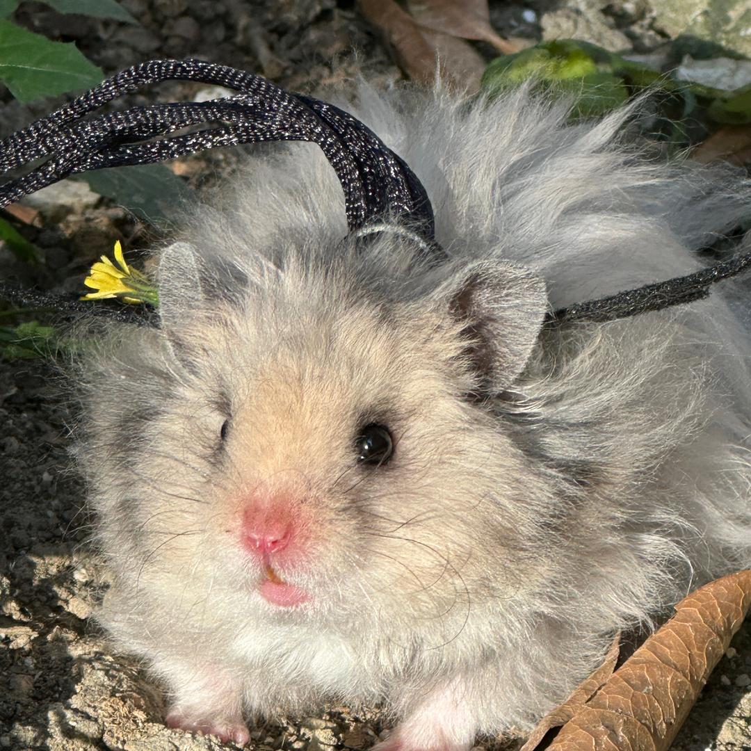 淘淘鼠熊舍（涅槃版）