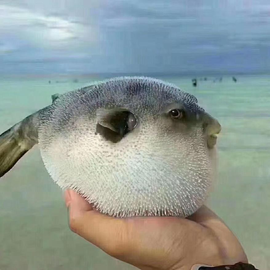 斑马杀手小助理