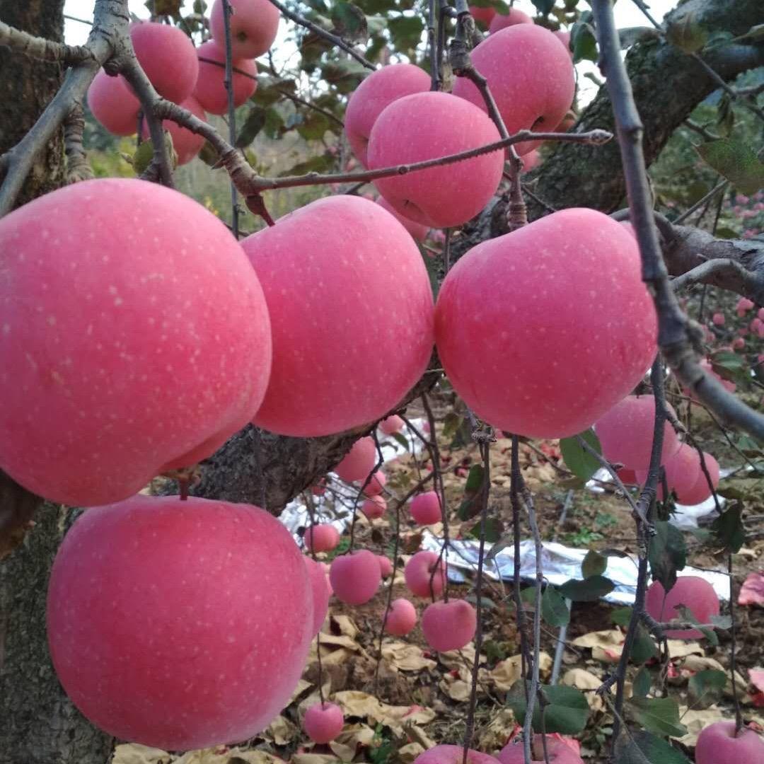 杜子一小号