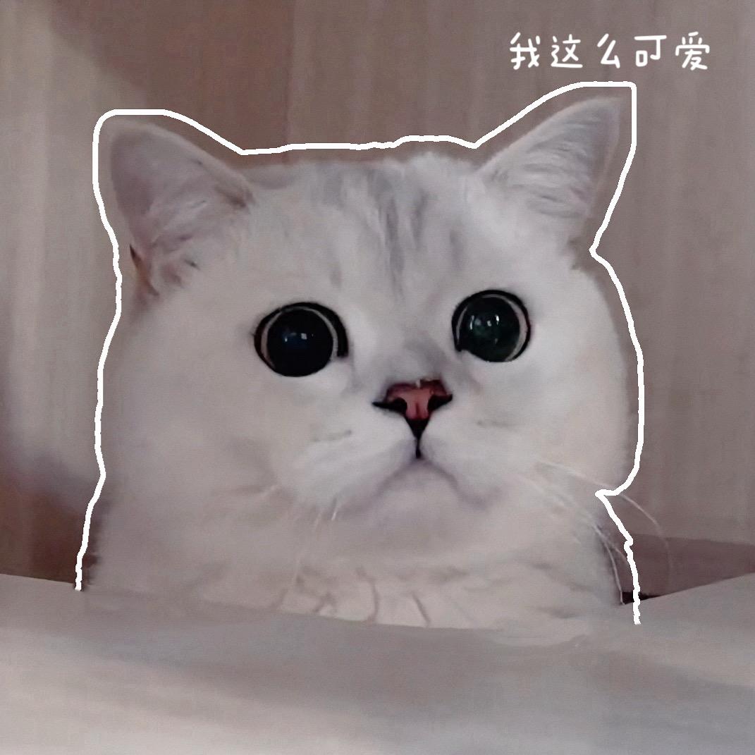 汉堡不饱🐈