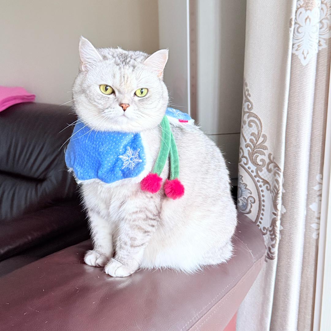 RR今天听英语了吗