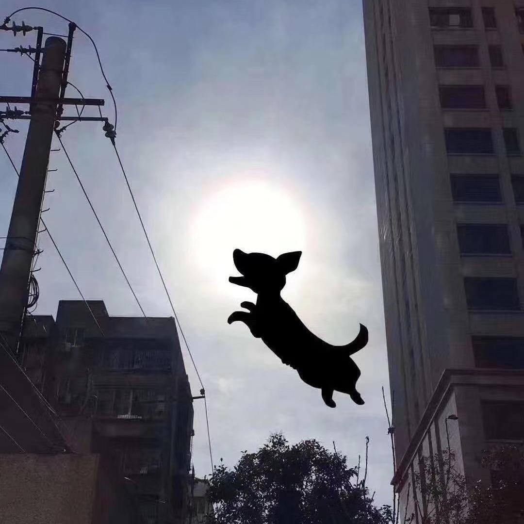 菠萝银日常生活情报局