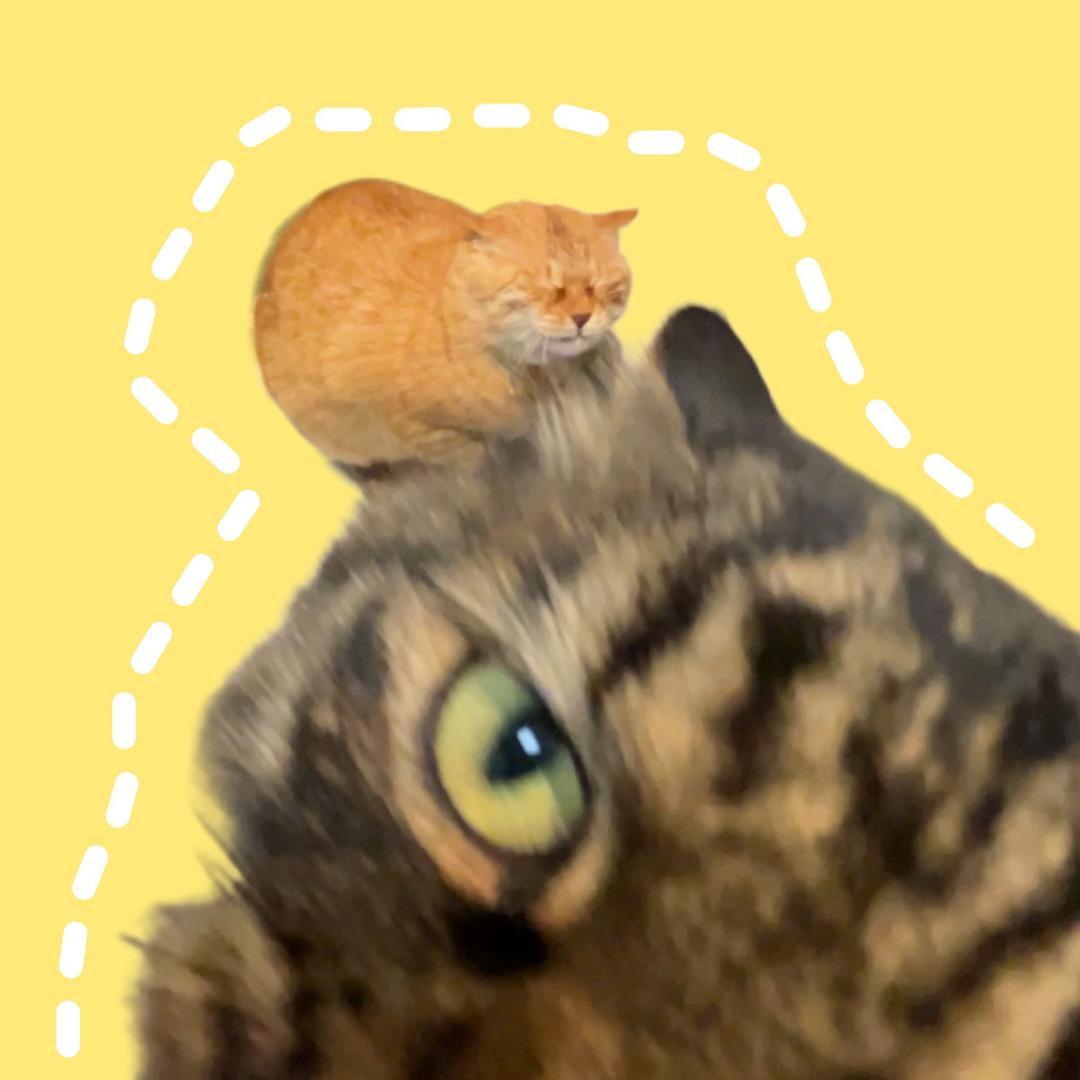 大哈的猫