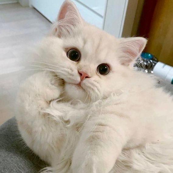 椰椰熊