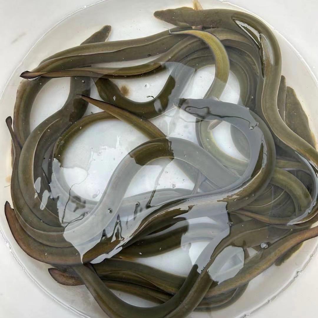 盛泽户外胖哥（吴江排鳗大队）