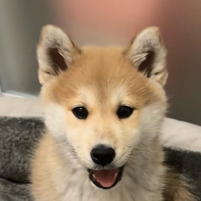 十二淘气日常🤦