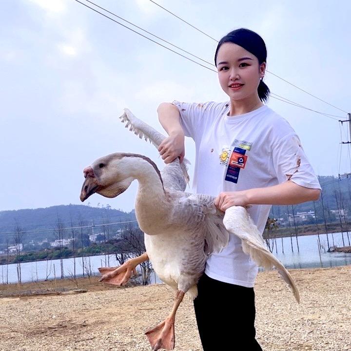 武宣桂丰狮头鹅