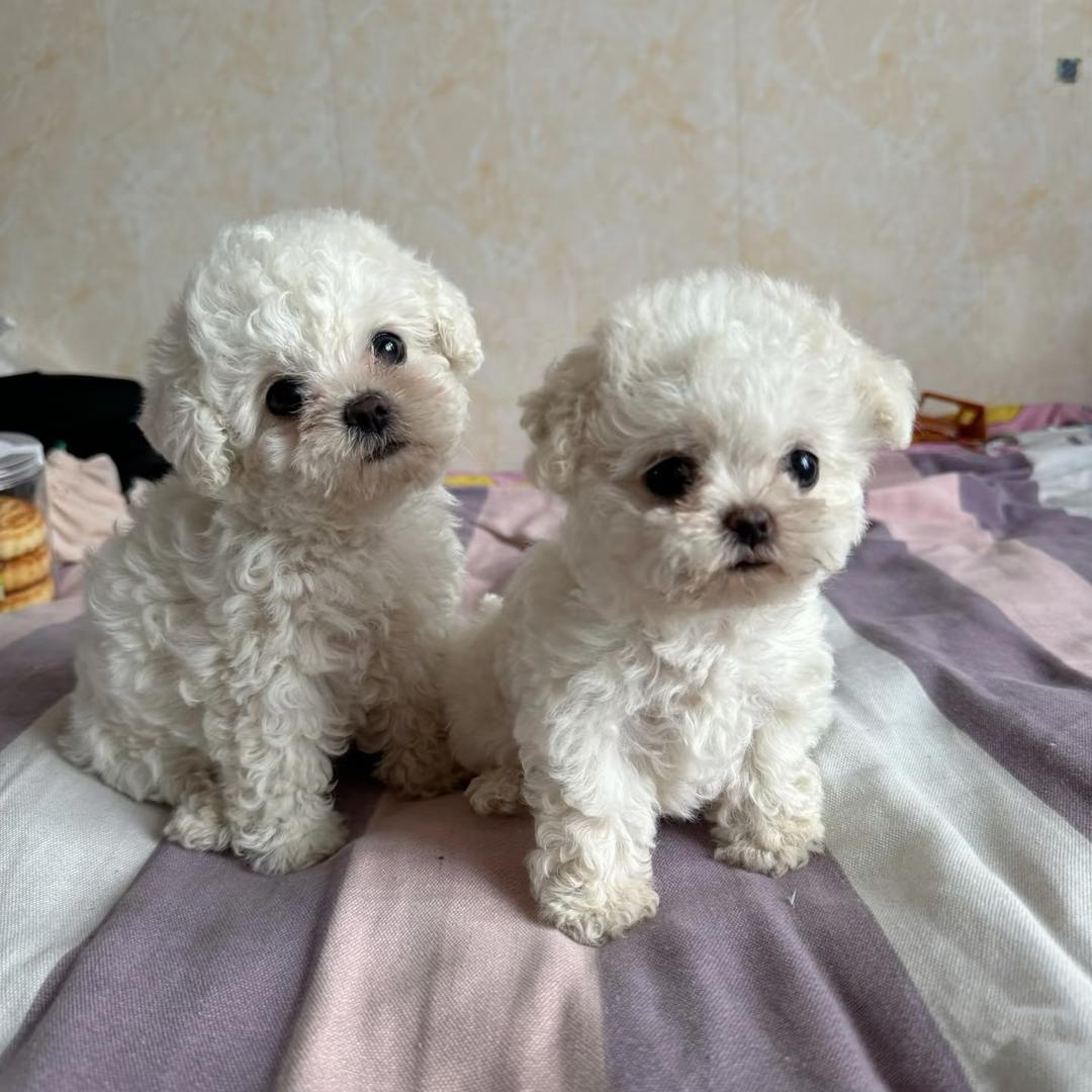 维尼萌宠