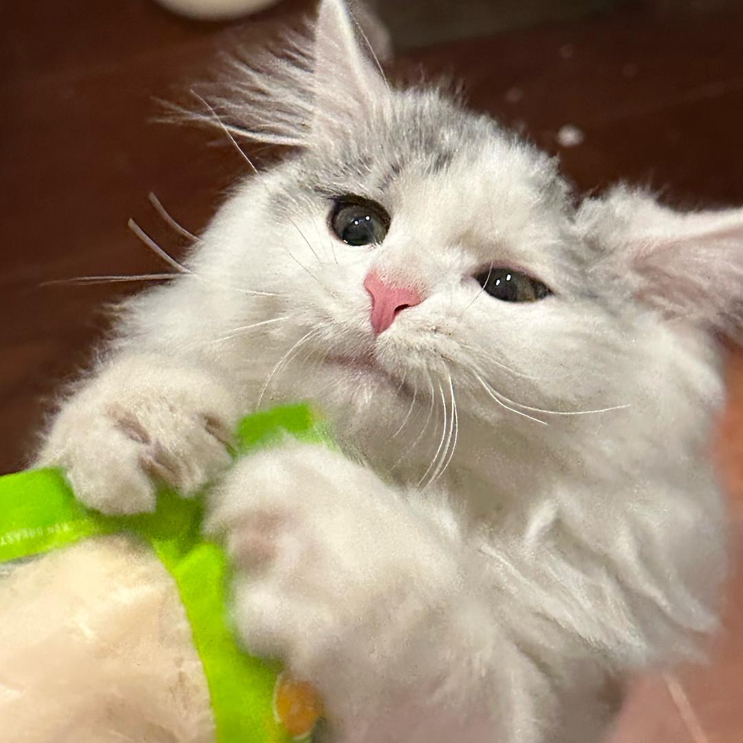 𓊲⸝⸝⸝摆烂小猫⸝⸝⸝