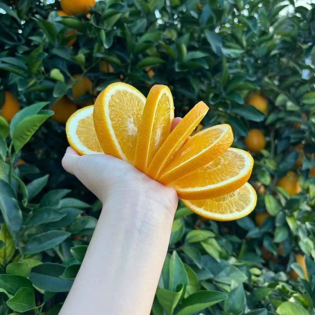 精选鲜赣南脐橙