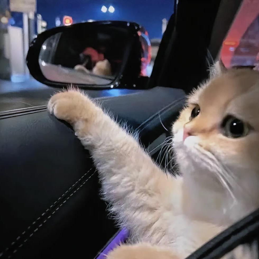 吃菠菜的猫