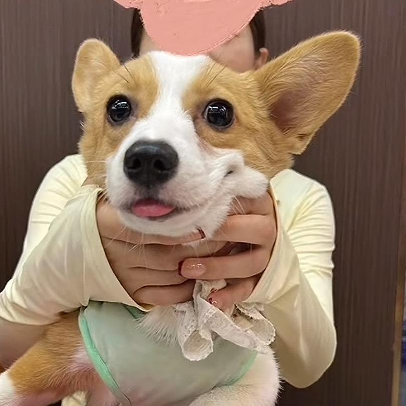 美少女番西豆