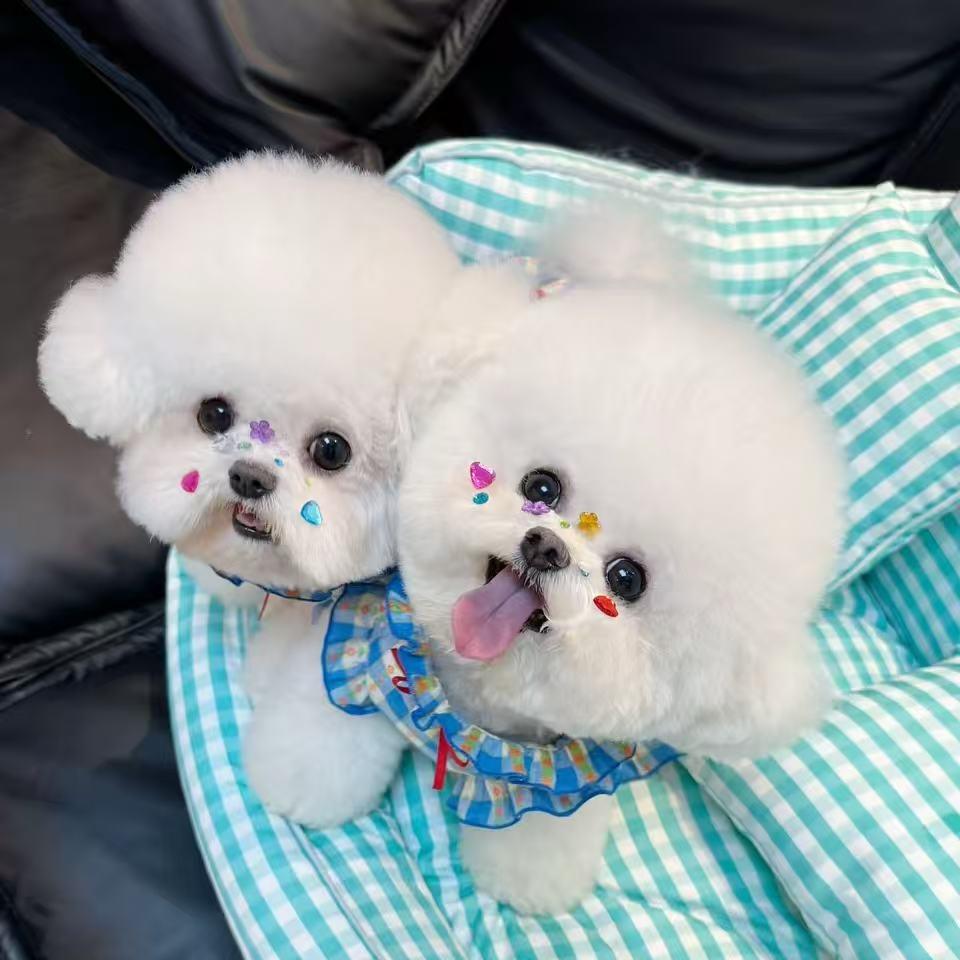 轻奢家韩系比熊妹妹版～