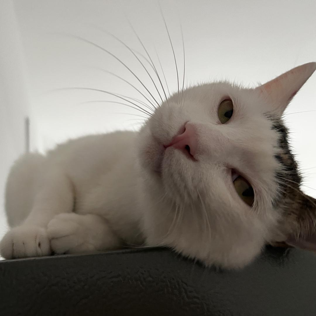 小黑鱼