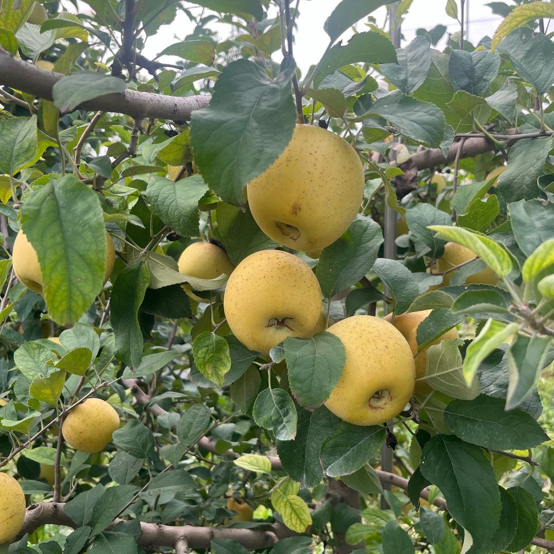 丰果汇精选