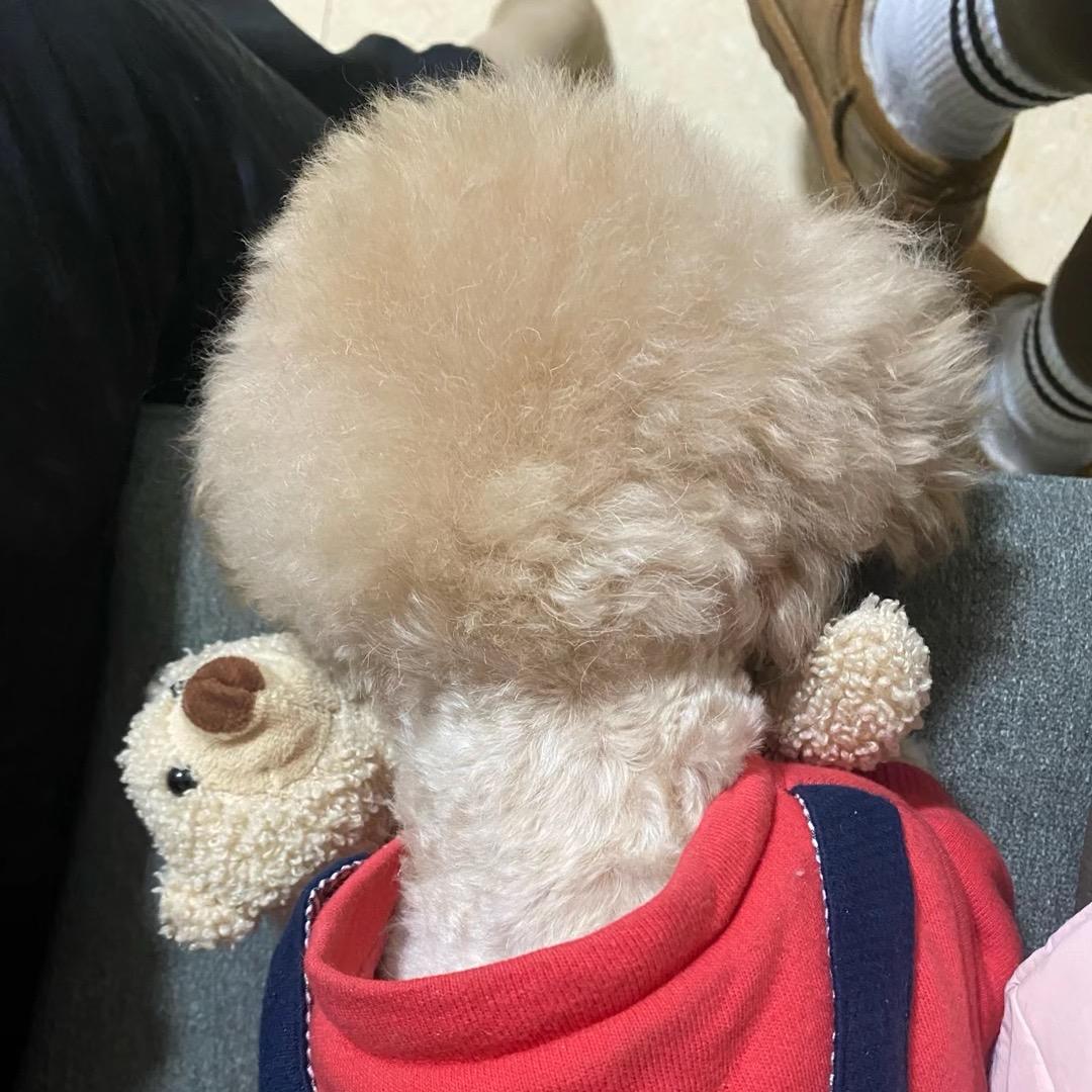 你的虞姬