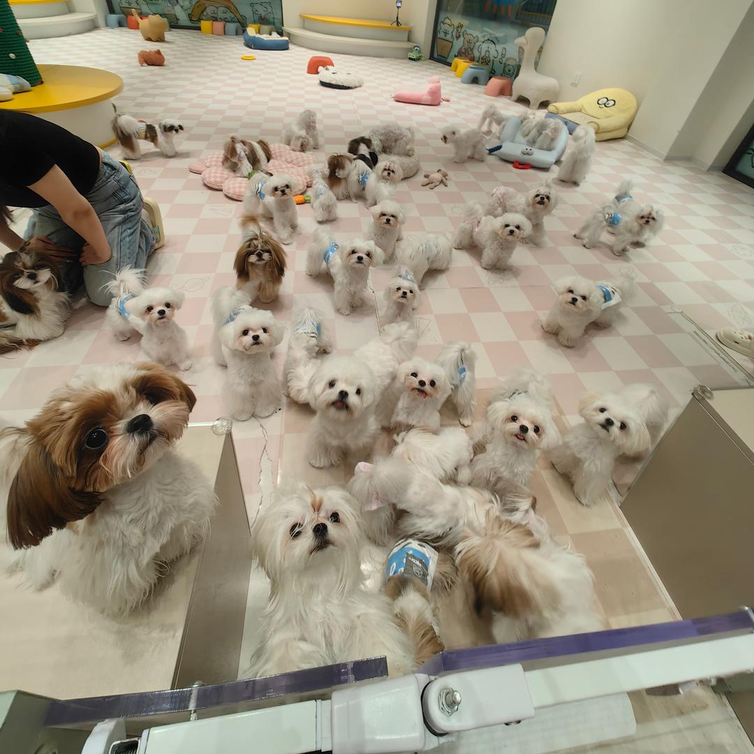 白宫宠咖🐶🐱钰掌柜