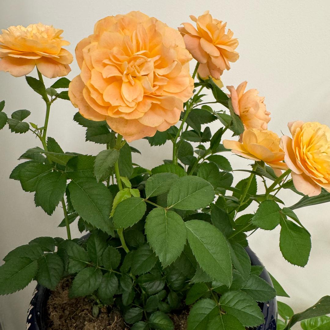 木木的小🍊