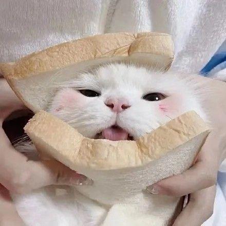 一只丹妮