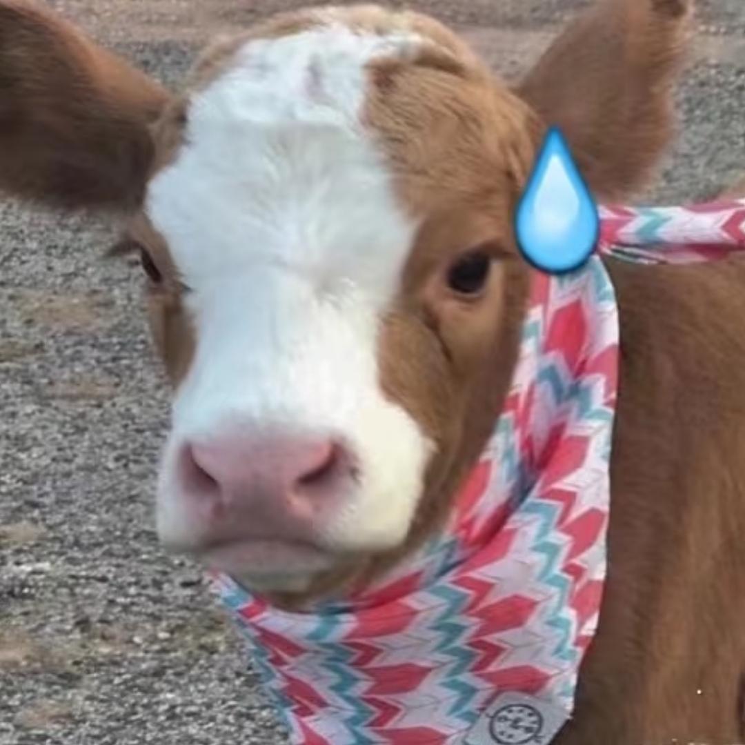 一条忧郁的中分大菠萝