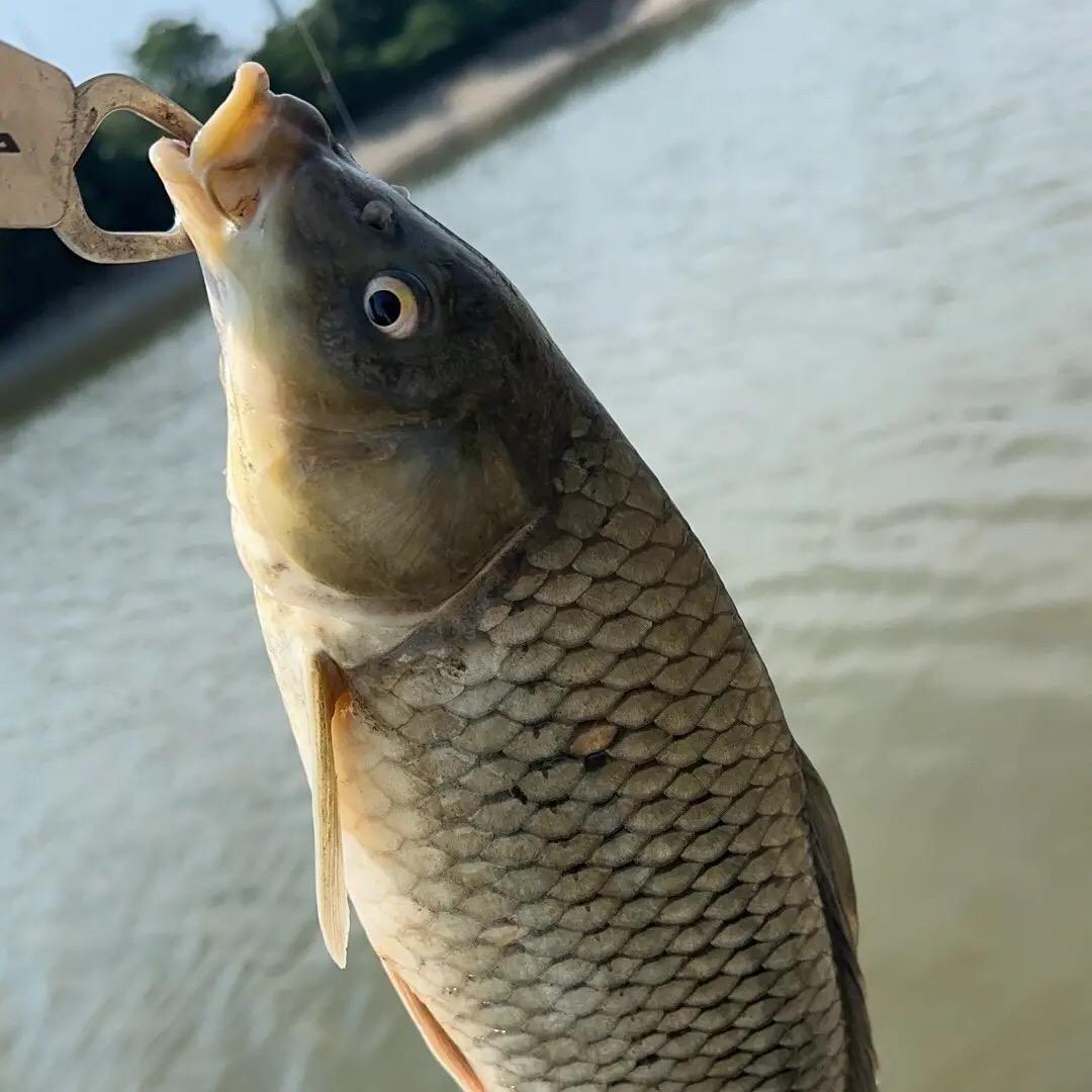 猛虎鱼竿厂