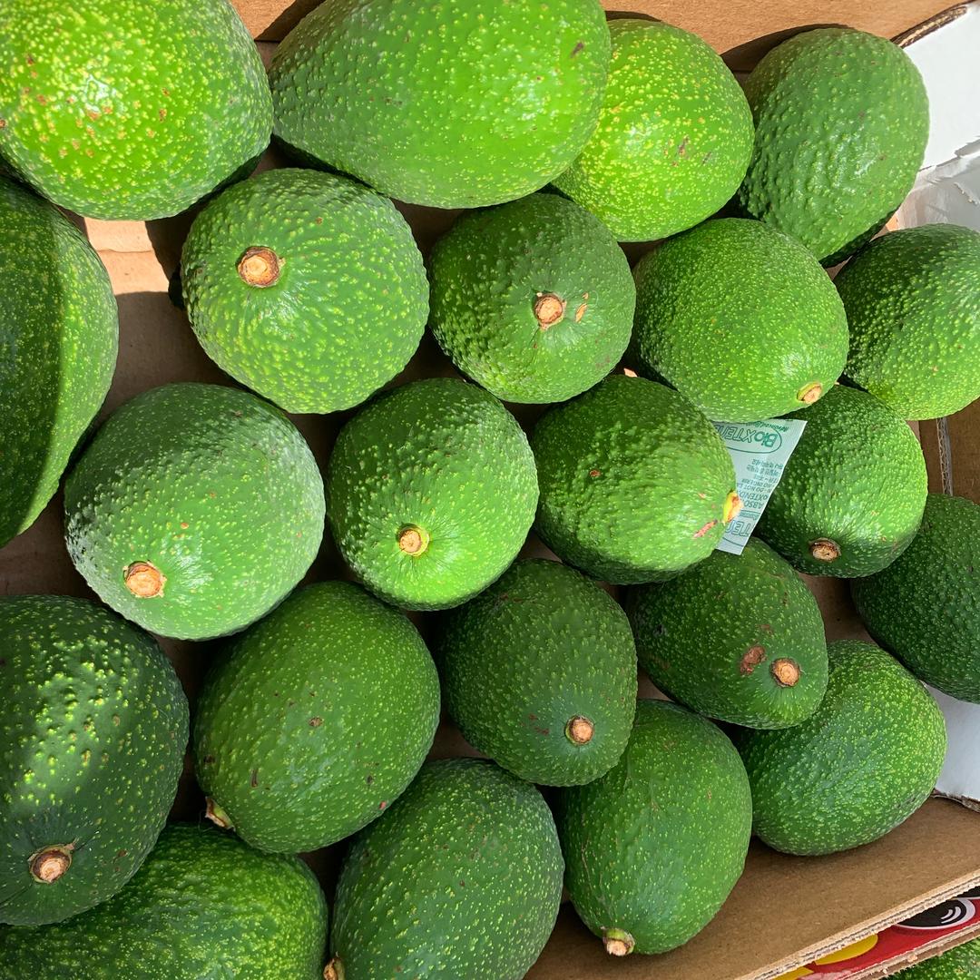 启誉牛油果🥑🥑