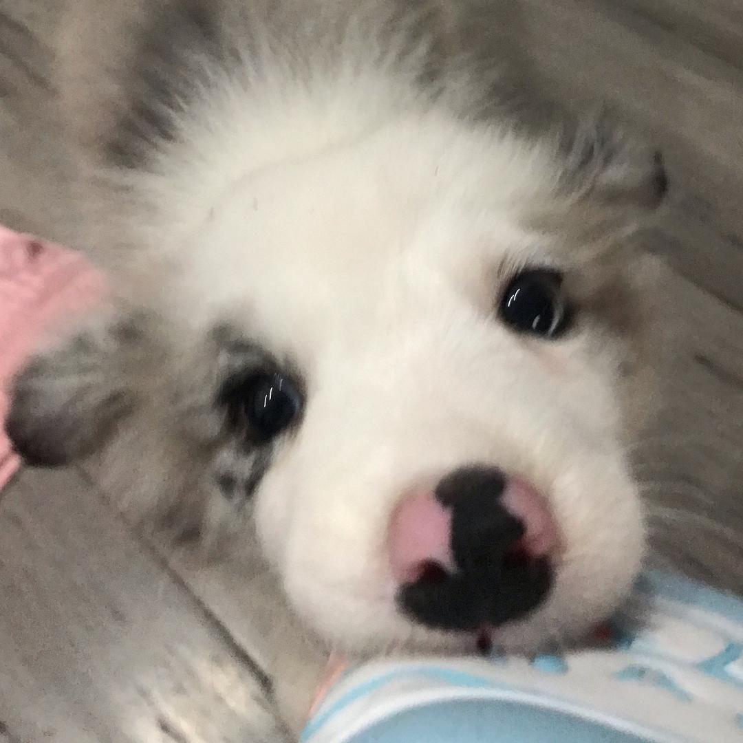 社牛小狗(◐‿◑)