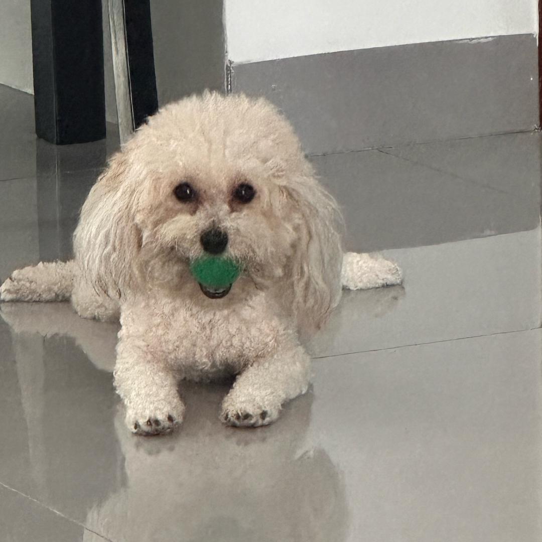 小花居的嗨皮day