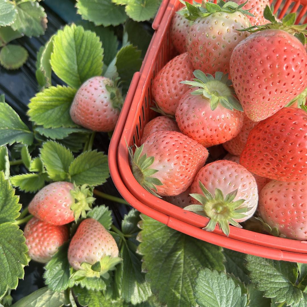 🍓赵家塬草莓园🍓