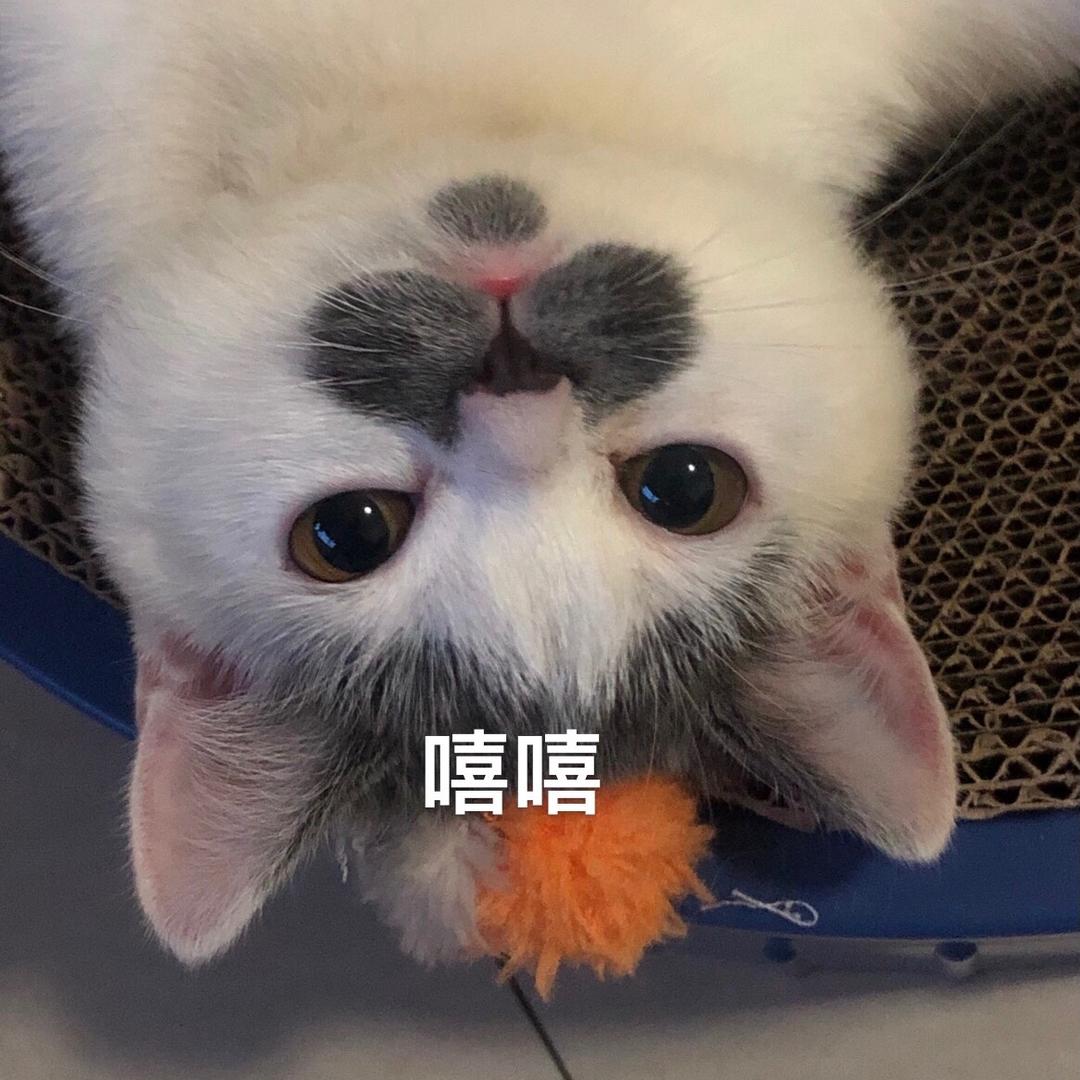肥猫的胡子猫咪