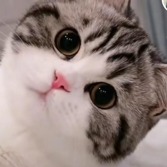 蓓蓓